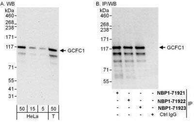 <b>Independent Antibodies Validation and Biological Strategies Validation.</b>Western Blot: GCFC1 Antibody [NBP1-71921] - Whole cell lysate from HeLa (5, 15 and 50 mcg for WB; 1 mg for IP, 20% of IP loaded) and 293T (T; 50 mcg) cells.  Affinity purified rabbit anti-GCFC1 antibody used for WB at 0.04 mcg/ml (A) and 1 mcg/ml (B) and used for IP at 6 mcg/mg lysate.  GCFC1 was also immunoprecipitated by rabbit anti-GCFC1 antibodies NBP1-71922 and NBP1-71923, which recognize downstream epitopes.