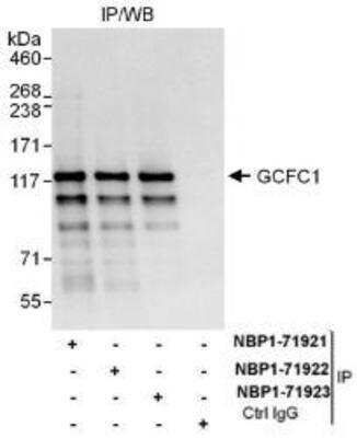 Western Blot: GCFC1 Antibody [NBP1-71922] - Whole cell lysate (1 mg for IP, 20% of IP loaded) from HeLa cells.  Affinity purified rabbit anti-GCFC1 antibody used for IP at 6 mcg/mg lysate.  GCFC1 was also immunoprecipitated by rabbit anti-GCFC1 antibodies NBP1-71921 and NBP1-71923 which recognize other epitopes.
