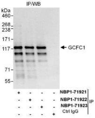 Western Blot: GCFC1 Antibody [NBP1-71923] - Whole cell lysate (1 mg for IP, 20% of IP loaded) from HeLa cells.  Affinity purified rabbit anti-GCFC1 antibody  used for IP at 6 mcg/mg lysate.  GCFC1 was also immunoprecipitated by rabbit anti-GCFC1 antibodies NBP1-71925 and NBP1-71926, which recognize upstream epitopes.
