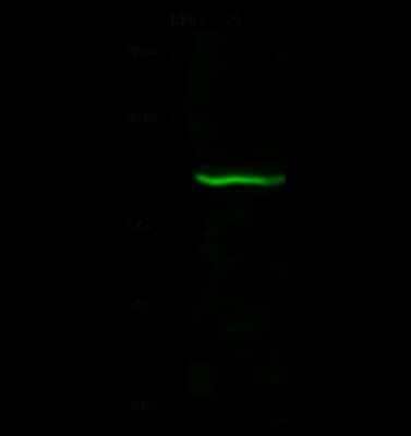 Western Blot: GCFC1 Antibody [NBP2-99179] - Anti-GCFC1 rabbit polyclonal antibody at 1:500 dilution. Lane A: HeLa Whole Cell Lysate. Lysates/proteins at 30 ug per lane. Secondary Goat Anti- Rabbit IgG H&L (Dylight 800) at 1/10000 dilution. Developed using the Odyssey technique. Performed under reducing conditions. Predicted band size: 105 kDa. Observed band size: 113 kDa