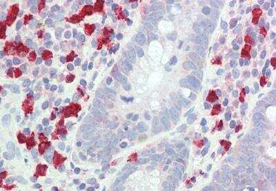 GCH1 Antibody [NBP1-20923] - (5ug/ml) staining of paraffin embedded Human Cerebellum. Steamed antigen retrieval with citrate buffer pH 6, AP-staining.