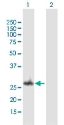 Western Blot: GCH1 Antibody [H00002643-B01P] - Analysis of GCH1 expression in transfected 293T cell line by GCH1 polyclonal antibody.  Lane 1: GCH1 transfected lysate(27.5 KDa). Lane 2: Non-transfected lysate.