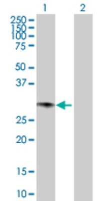 Western Blot: GCH1 Antibody [H00002643-D01P] - Analysis of GCH1 expression in transfected 293T cell line by GCH1 polyclonal antibody.Lane 1: GCH1 transfected lysate(27.90 KDa).Lane 2: Non-transfected lysate.