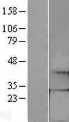 Western Blot GCH1 Overexpression Lysate