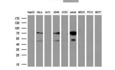 Western Blot: GCKR Antibody (OTI1E7) - Azide and BSA Free [NBP2-70823] - Analysis of extracts (35 ug) from 9 different cell lines by using anti-GCKR monoclonal antibody (HepG2: human; HeLa: human; SVT2: mouse; A549: human; COS7: monkey; Jurkat: human; MDCK: canine; PC12: rat; MCF7: human).(1:200)