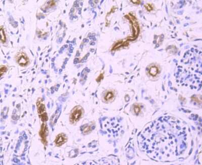 Immunohistochemistry-Paraffin: GCLC Antibody (JA08-03) [NBP2-66864] - Analysis of paraffin-embedded human fetal kidney tissue using anti-GCLC antibody. Counter stained with hematoxylin.