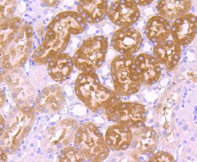 Immunohistochemistry-Paraffin: GCLC Antibody (JA08-03) [NBP2-66864] - Analysis of paraffin-embedded rat kidney tissue using anti-GCLC antibody. Counter stained with hematoxylin.