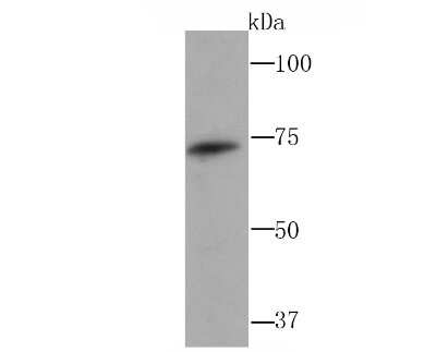 Western Blot: GCLC Antibody (JA08-03) [NBP2-66864] - Analysis of GCLC on A431 cell using anti-GCLC antibody at 1/1,000 dilution.