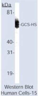 Western Blot: GCLC Antibody [NB600-544] - Western Blot analysis of GCLC from Human Cells.