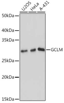 Western Blot: GCLM Antibody (0U3J2) [NBP3-15380] - Western blot analysis of extracts of various cell lines, using GCLM antibody (NBP3-15380) at 1:1000 dilution. Secondary antibody: HRP Goat Anti-Rabbit IgG (H+L) at 1:10000 dilution. Lysates/proteins: 25ug per lane. Blocking buffer: 3% nonfat dry milk in TBST. Detection: ECL Basic Kit. Exposure time: 10s.