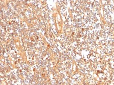 Immunohistochemistry-Paraffin: GCLM Antibody (CPTC-GCLM-1) - Azide and BSA Free [NBP3-08471] - Formalin-fixed, paraffin-embedded human tonsil stained with GCLM Mouse Monoclonal Antibody (CPTC-GCLM-1).