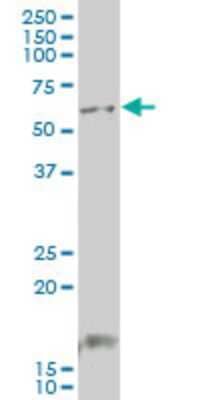 Western Blot: GCM1 Antibody (4E8) [H00008521-M04] - Analysis of GCM1 expression in FHs 173 WE.