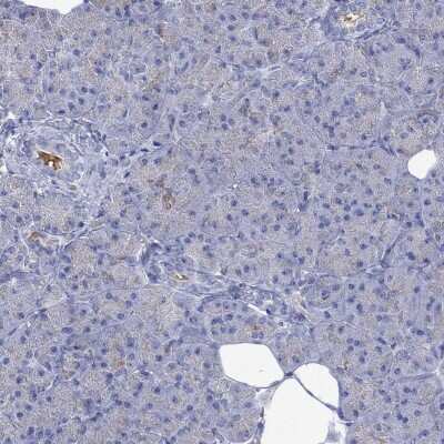 Immunohistochemistry-Paraffin: GCM1 Antibody [NBP3-17006] - Staining of human pancreas shows low expression as expected.