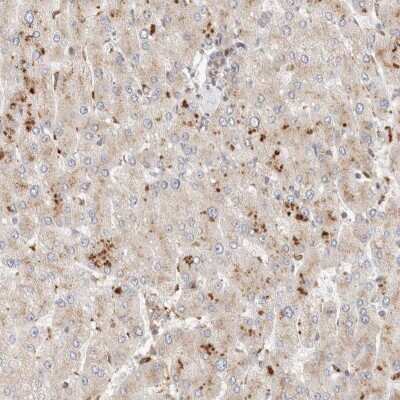 Immunohistochemistry-Paraffin GCN1L1 Antibody