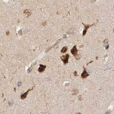 Immunohistochemistry-Paraffin: GCN1L1 Antibody [NBP1-83381] - Staining of human cerebral cortex.