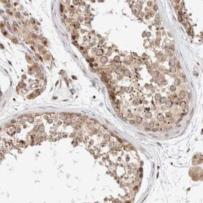 Immunohistochemistry-Paraffin: GCN1L1 Antibody [NBP1-83381] - Staining of human testis shows strong cytoplasmic positivity in cells in seminiferous ducts.