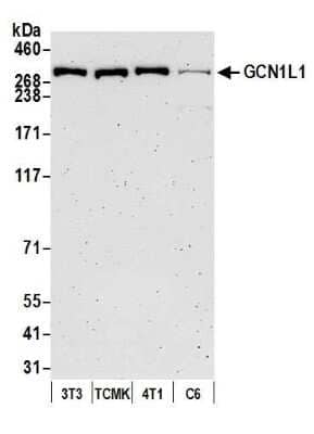 Western Blot GCN1L1 Antibody