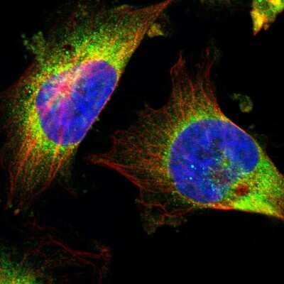 Immunocytochemistry/Immunofluorescence: GCN2 Antibody [NBP2-38126] - Immunofluorescent staining of human cell line U-251 MG shows localization to cytosol.