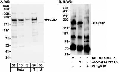 Western Blot: GCN2 Antibody [NB100-1593] - Detection of Human GCN2 on HeLa whole cell lysate using NB100-1593. GCN2 was also immunoprecipitated using another GCN2 Ab.