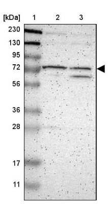 Western Blot: GCN2 Antibody [NBP2-38126] - Lane 1: Marker  [kDa] 230, 130, 95, 72, 56, 36, 28, 17, 11.  Lane 2: Human cell line RT-4.  Lane 3: Human cell line U-251MG