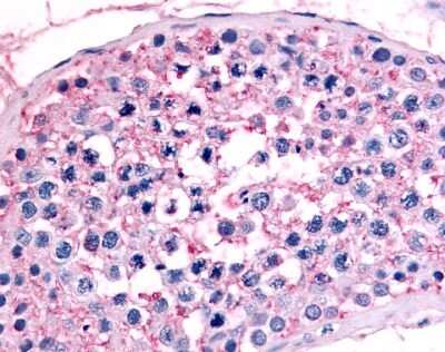 Immunohistochemistry-Paraffin: GCNF/NR6A1 Antibody [NLS5735] - Analysis of anti-NR6A1 / GCNF antibody with human testis.