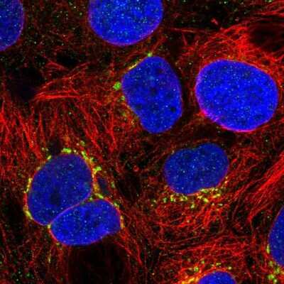 Immunocytochemistry/ Immunofluorescence GCNT2 Antibody - BSA Free
