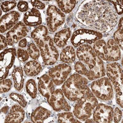 Immunohistochemistry-Paraffin GCNT2 Antibody