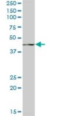 Western Blot: GCNT2 Antibody [H00002651-B01P] - Analysis of GCNT2 expression in human placenta.