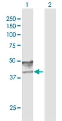 Western Blot: GCNT2 Antibody [H00002651-D01P] - Analysis of GCNT2 expression in transfected 293T cell line by GCNT2 polyclonal antibody.Lane 1: GCNT2 transfected lysate(46.50 KDa).Lane 2: Non-transfected lysate.