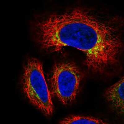 Immunocytochemistry/ Immunofluorescence GCNT3 Antibody