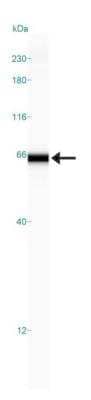 Simple Western: GCNT3 Antibody [NBP1-88313] - Simple Western lane view shows a specific band for  GCNT3 in 0.5 mg/ml of RT-4 lysate.  This experiment was performed under reducing conditions using the 12-230 kDa separation system.