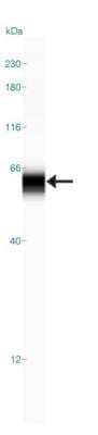 Simple Western: GCNT3 Antibody [NBP1-88313] - Simple Western lane view shows a specific band for  GCNT3 in 0.5 mg/ml of U-251MG lysate.  This experiment was performed under reducing conditions using the 12-230 kDa separation system.