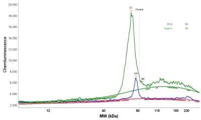Simple Western: GCNT3 Antibody [NBP1-88313] - Electropherogram image(s) of corresponding Simple Western lane view. GCNT3 antibody was used at 1:20 dilution on RT-4 lysates(s).
