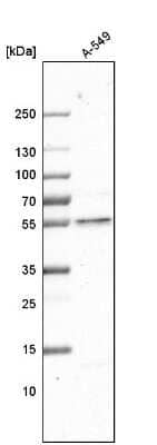 <b>Orthogonal Strategies Validation. </b>Western Blot: GCNT3 Antibody [NBP1-88313] - Analysis in human cell line A-549.