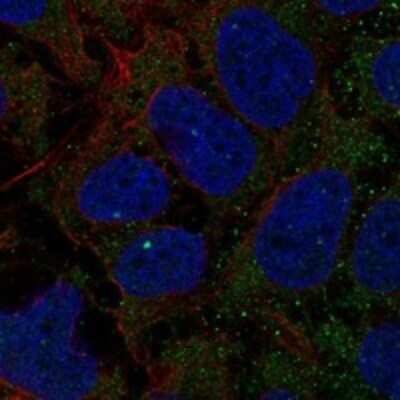 Immunocytochemistry/ Immunofluorescence GCNT7 Antibody - BSA Free