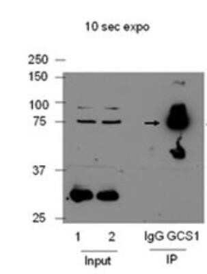 Immunoprecipitation GCS1 Antibody - BSA Free