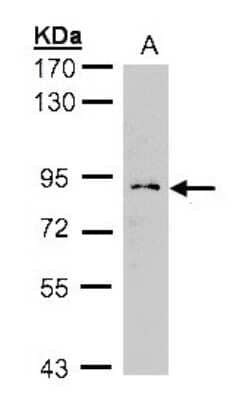 Western Blot GCS1 Antibody - BSA Free