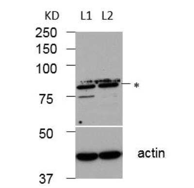 Western Blot GCS1 Antibody - BSA Free