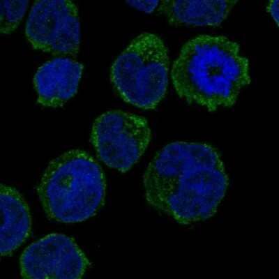 Immunocytochemistry/ Immunofluorescence GCSAML Antibody - BSA Free