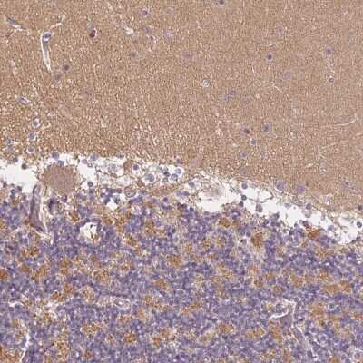 Immunohistochemistry: GDAP1L1 Antibody [NBP2-49390] - Staining of human cerebellum shows neuropil and cytoplasmic positivity in purkinje cells.