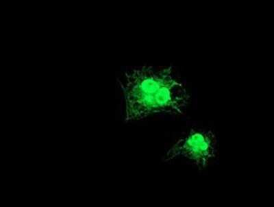 Immunocytochemistry/Immunofluorescence: GDAP1L1 Antibody (OTI1G5) - Azide and BSA Free [NBP2-72182] - Staining of COS7 cells transiently transfected by pCMV6-ENTRY GDAP1L1.