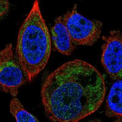 Immunocytochemistry/ Immunofluorescence GDC Antibody - BSA Free