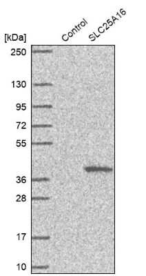 Western Blot: GDC Antibody [NBP1-91933] - Analysis in control (vector only transfected HEK293T lysate) and SLC25A16 over-expression lysate (Co-expressed with a C-terminal myc-DDK tag (3.1 kDa) in mammalian HEK293T cells).