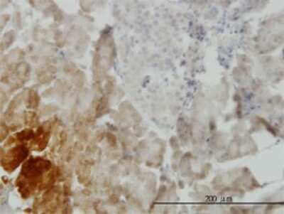 Immunohistochemistry-Paraffin: GDF-11/BMP-11 Antibody (3G6) [H00010220-M01] - Analysis of monoclonal antibody to GDF11 on formalin-fixed paraffin-embedded human pancreas. Antibody concentration 3 ug/ml.