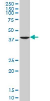 Western Blot: GDF-11/BMP-11 Antibody (4F8) [H00010220-M07] - Analysis of GDF11 expression in K-562 (Cat # L009V1).