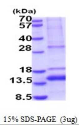 SDS-Page: GDF-11/BMP-11 Recombinant Protein [NBP2-52030] - 15% SDS Page (3 ug)