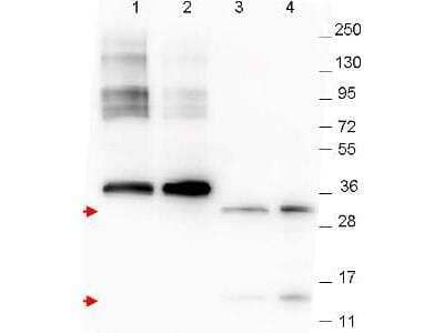 Western Blot: GDF-15 Antibody (23B3D2.H5) [NBP1-42719] - Pichia pastoris whole cell lysates: lane 1 - yeast cell lysate expressing NAG-1 H variant with SUMO expression tag at 36 kDa; lane 2 - yeast cell lysate expressing NAG-1 D variant with SUMO expression tag at 36 kDa; lane 3 - yeast cell lysate expressing NAG-1 H variant; and lane 4 - yeast cell lysate expressing NAG-1 D variant. Recombinant NAG-1 proteins without SUMO correspond to monomer (15 kDa) and dimer (30 kDa) bands as indicated by the arrowheads. All lysates were run under reducing conditions. Primary antibody was used at a 1:1,000 dilution in TBS containing 1% BSA and 0.2% Tween, and reacted overnight at 4C. For detection, a 1:40,000 dilution of peroxidase conjugated Gt-a-Mouse IgG secondary antibody was used in Blocking Buffer for Fluorescent Western Blotting for 30 min at room temperature.
