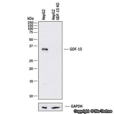 Western Blot: GDF-15 Antibody (6D12.H10.E4) [NBP2-44214] - Western blot shows lysates of HepG2 human liver carcinoma parental cell line and GDF-15 knockout (KO) HepG2 cell line. PVDF membrane was probed with 1:250 of Rat Anti-Human GDF-15 Polyclonal Antibody (Catalog # NBP2-44214) followed by HRP-conjugated Anti-Rat IgG Secondary Antibody (Catalog #HAF006). Specific band was detected for GDF-15 at approximately 33 kDa (as indicated) in the parental HepG2 cell line, but is not detectable in the knockout HepG2 cell line. This experiment was conducted under reducing conditions.