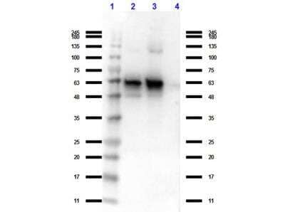 <b>Genetic Strategies Validation. </b>Western Blot: GDF-15 Antibody (6D12.H10.E4) [NBP2-44214] - Analysis of Rat Anti-Nag 1 (C terminal specific). Lane 1: Protein Standard Opal Pre-stained. Lane 2: MBP-NAG-1 fusion protein 1. Lane 3: MBP-NAG-1 fusion protein 2. Lane 4: MBP. Load 40ng. Primary Antibody: Rat anti-Nag 1 (C terminal specific). Secondary Antibody: Rat IgG (H&L) Antibody Peroxidase Conjugated Pre-Adsorbed.