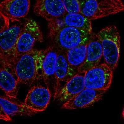 Immunocytochemistry/Immunofluorescence: GDF-15 Antibody [NBP2-68911] - Staining of human cell line Hep G2 shows localization to the Golgi apparatus.